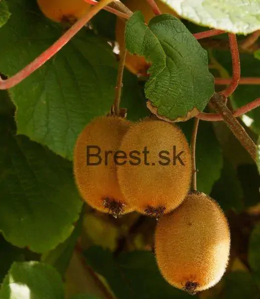 Actinidia deliciosa Solissimo ®